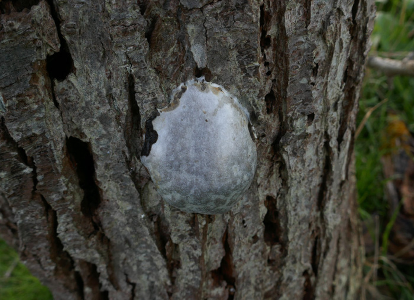 Photo by Jackie Ewan Reticularia lycoperdon by Jackie Ewan